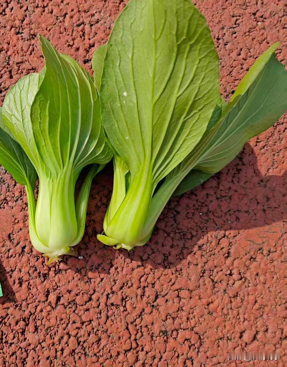 谁还没有几个菜叶子这几天看到一片青菜叶居然成了头条顶流菜叶子的逆袭难道不是