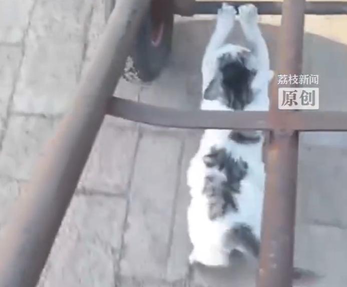 笑不活了！辽宁沈阳，女子陪公公一大早去豆腐坊搬豆子，偶然就看到自家小猫在“推车”