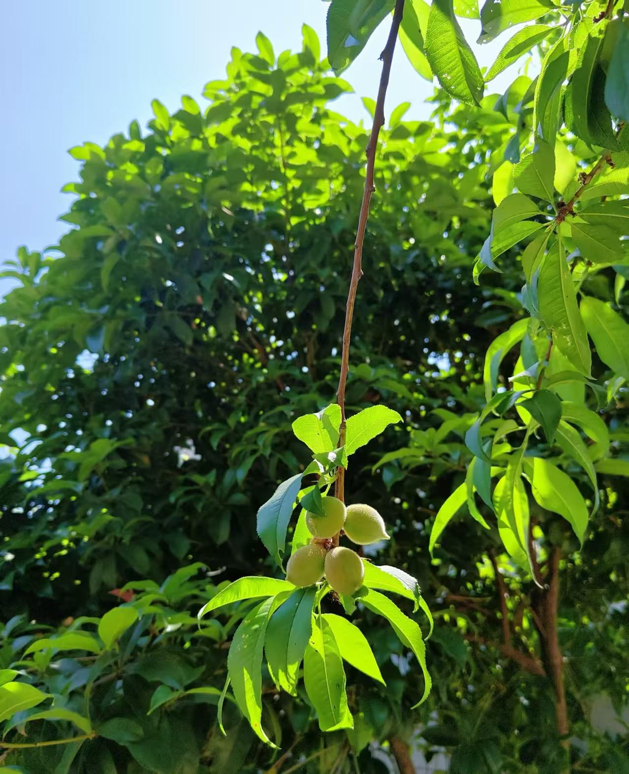 真心话茶局
