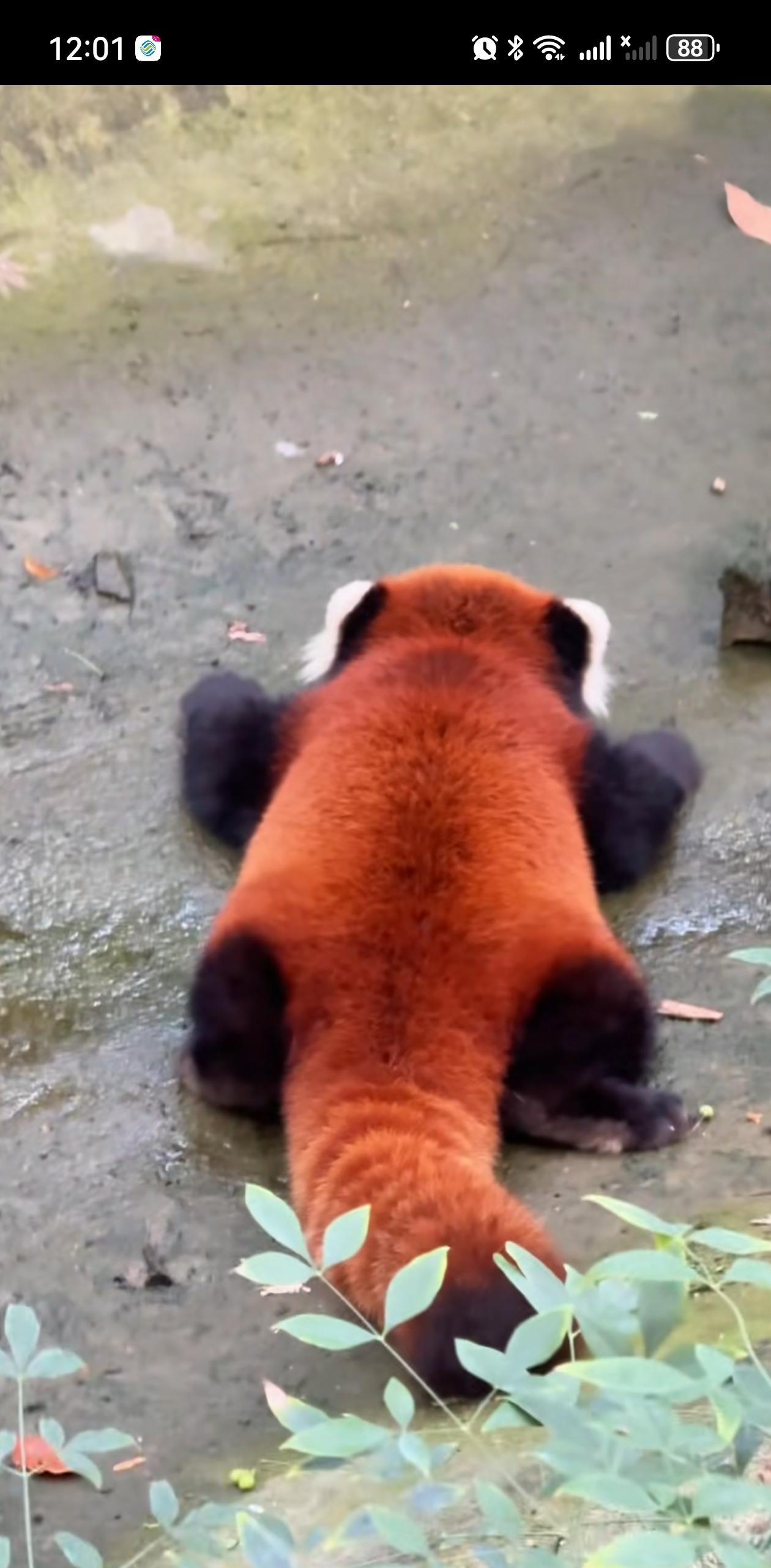 为啥这么漂亮，这么萌的小熊猫不是国宝呢难道黑白那款更可爱？还是说小熊猫数量太