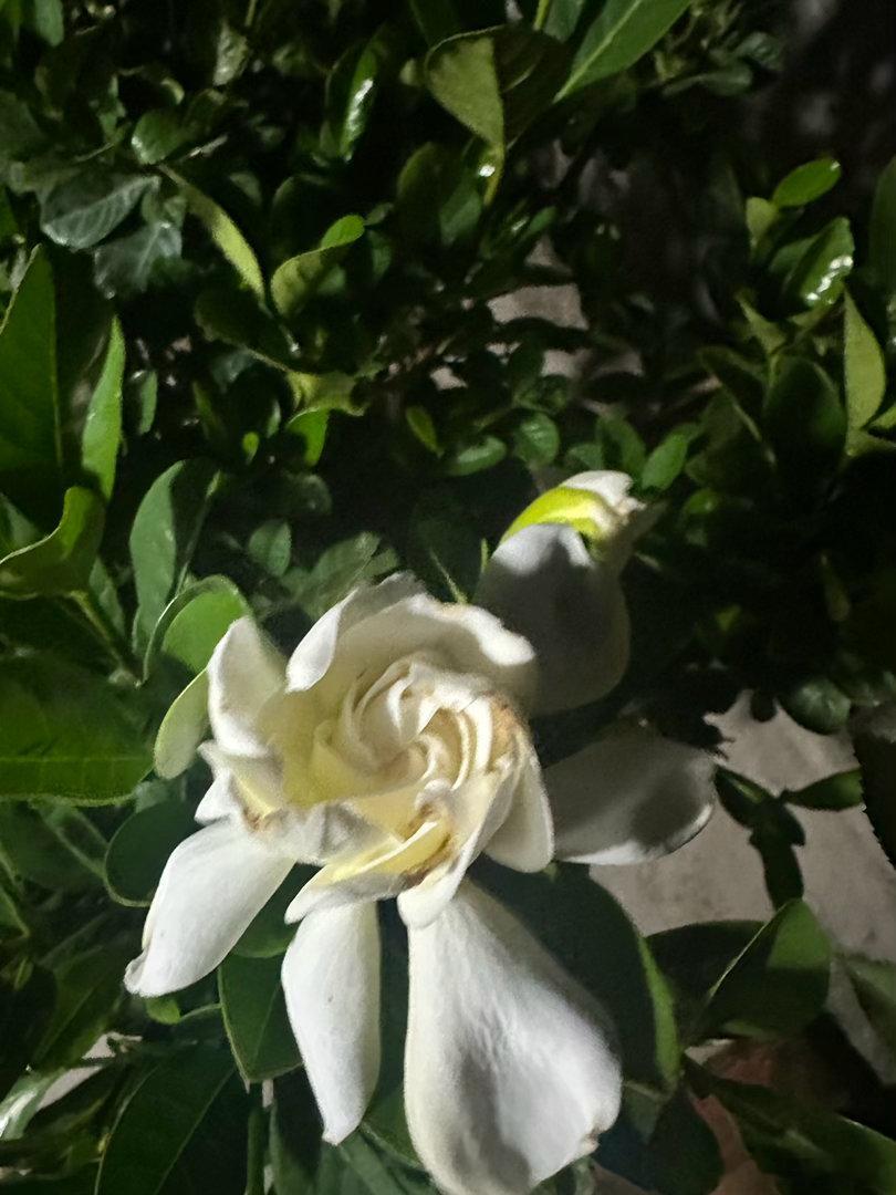我的好朋友是绿色蔬菜展示一下我的花🌸二次发展，都长高高了，然后月季长的雷霆