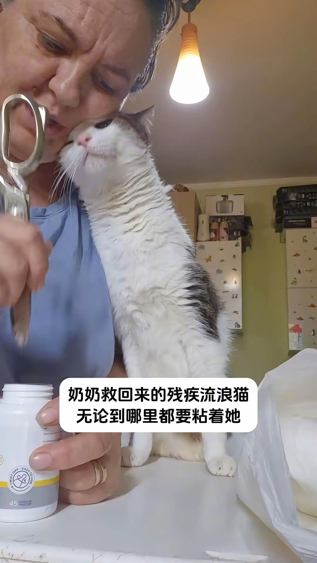 奶奶就回来的小猫总是喜欢粘着她～