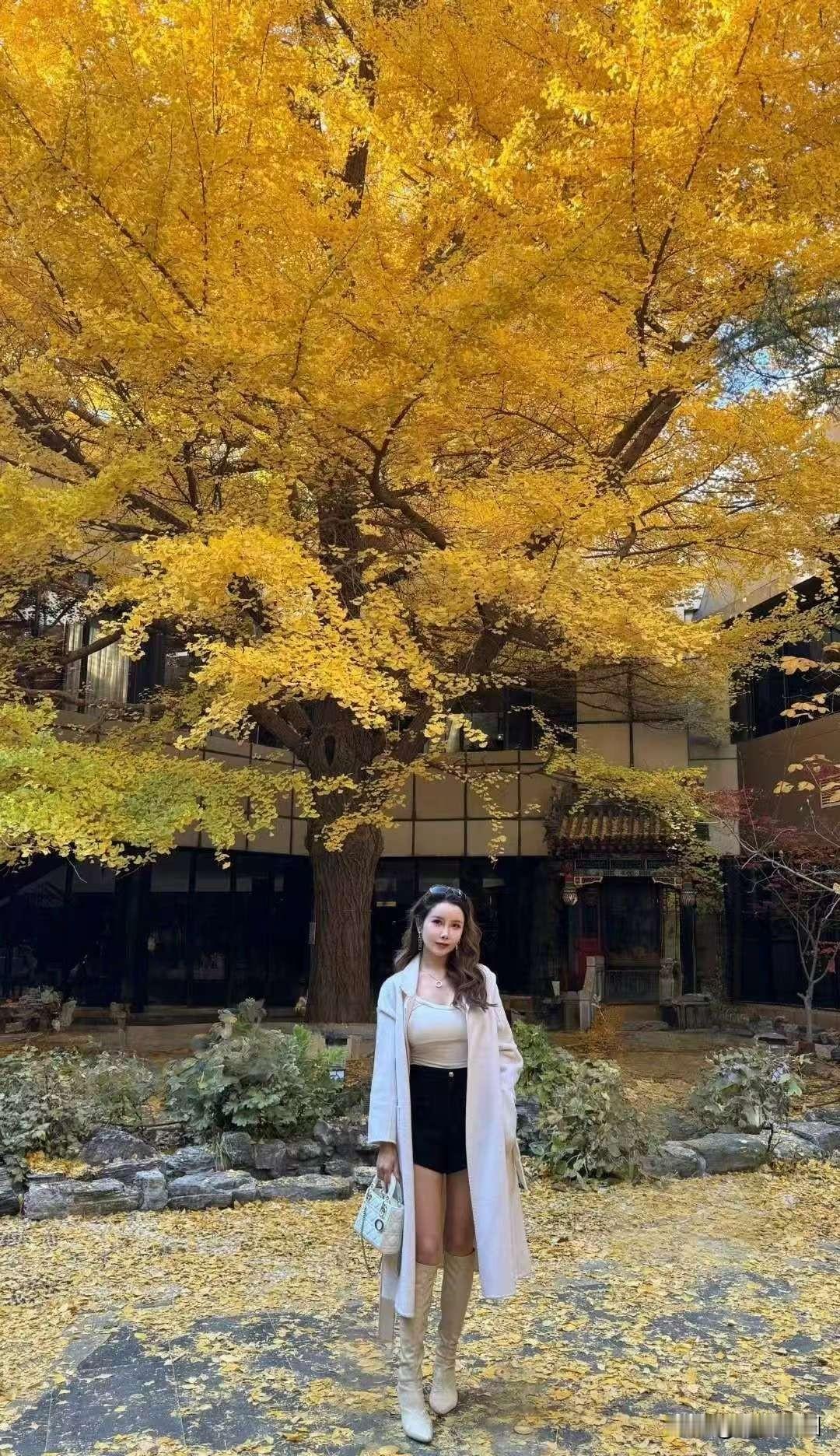 秋日漫步，金黄落叶下的女人最是光彩多丽。秋色漫步黄昏漫步女神