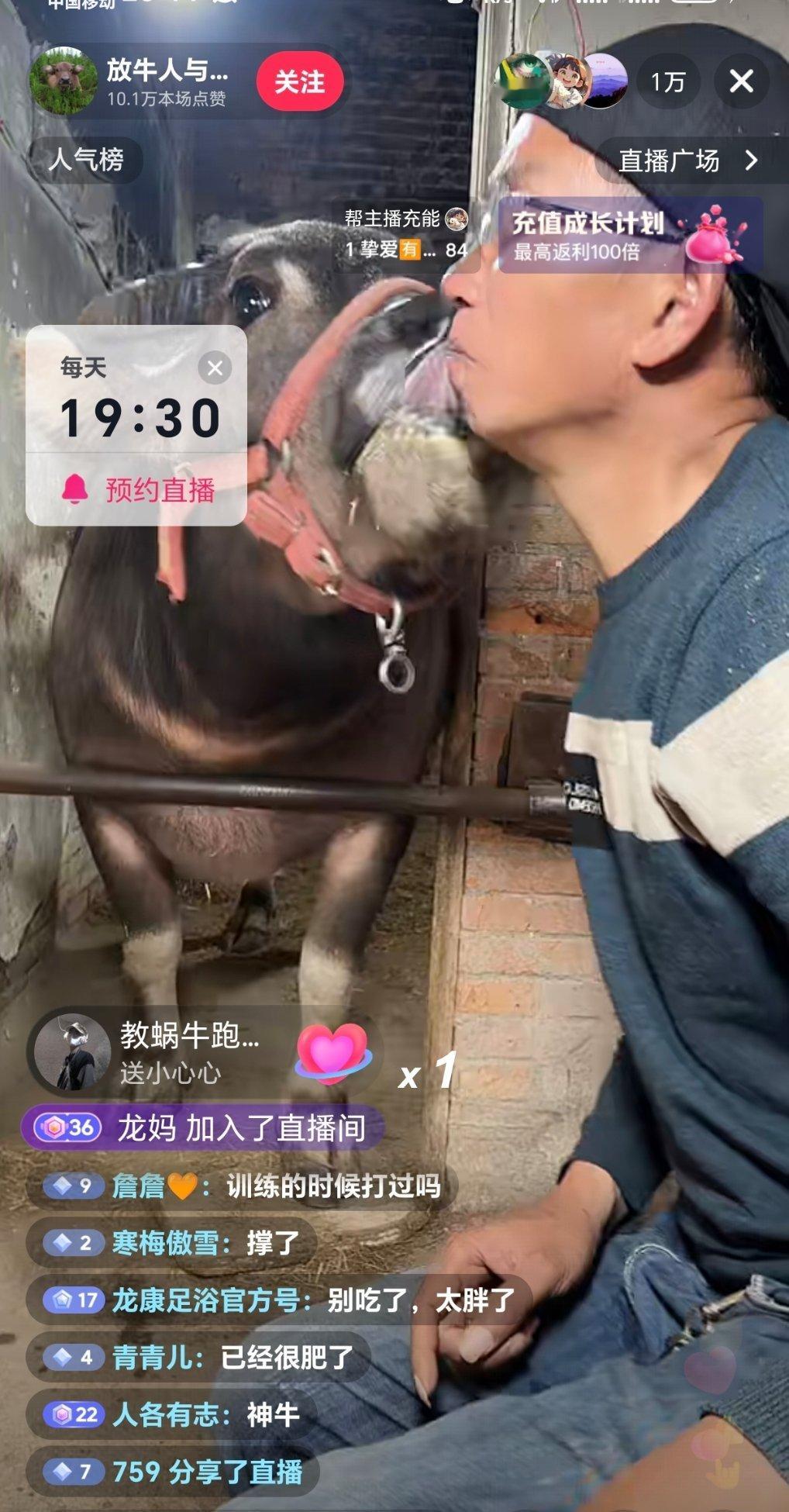 刷到这个绝命糖师的直播了。。。一万多人看他喂牛。