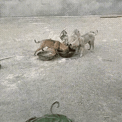 男子为了能捉到几只流浪狗，把一整瓶高度白酒掺进狗粮里喂给狗狗吃。饥肠辘辘的几只流