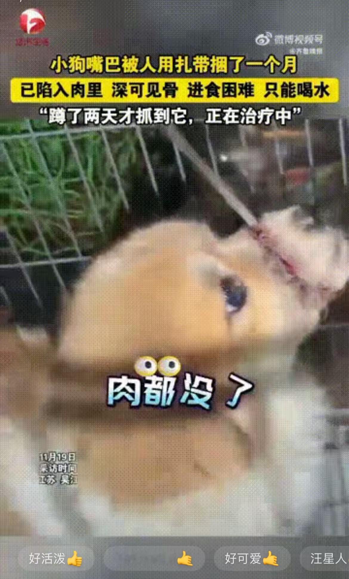 江苏一名女子发视频称，最近有一只小狗经常跑到自己家门口，自己定睛一看，发现小狗的