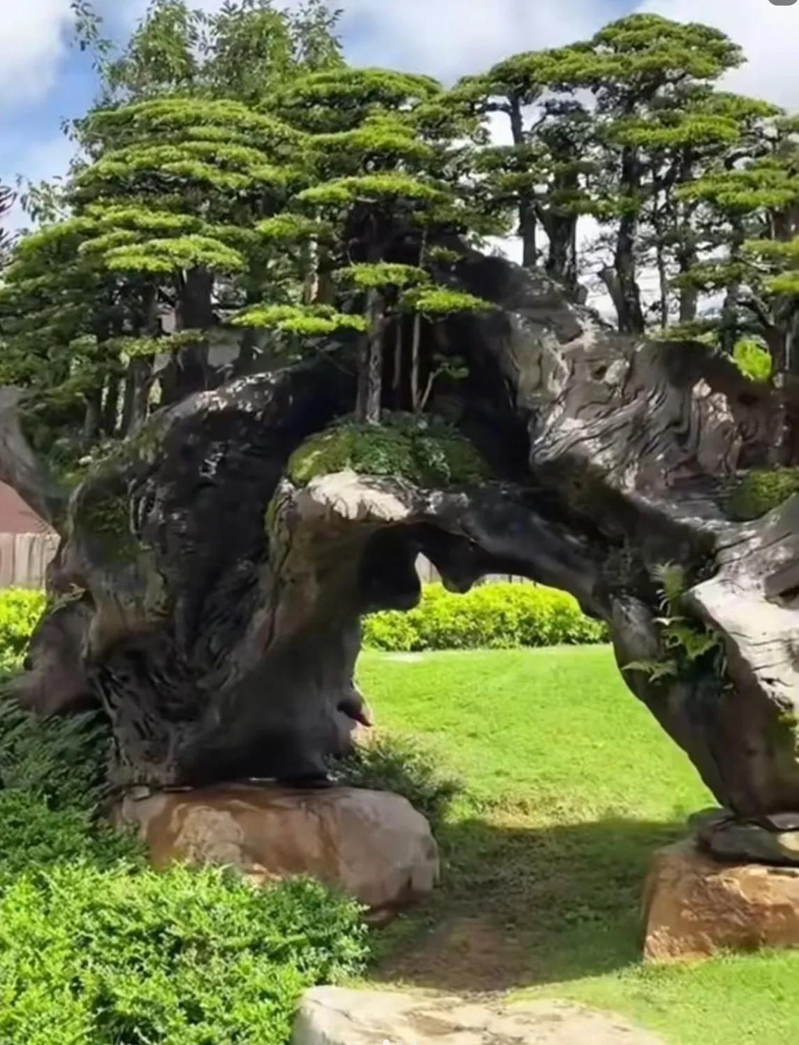 这应该是国内最大，也是最名贵的一棵老树盆景了。该盆景的形式，为“丛林桩”。下面