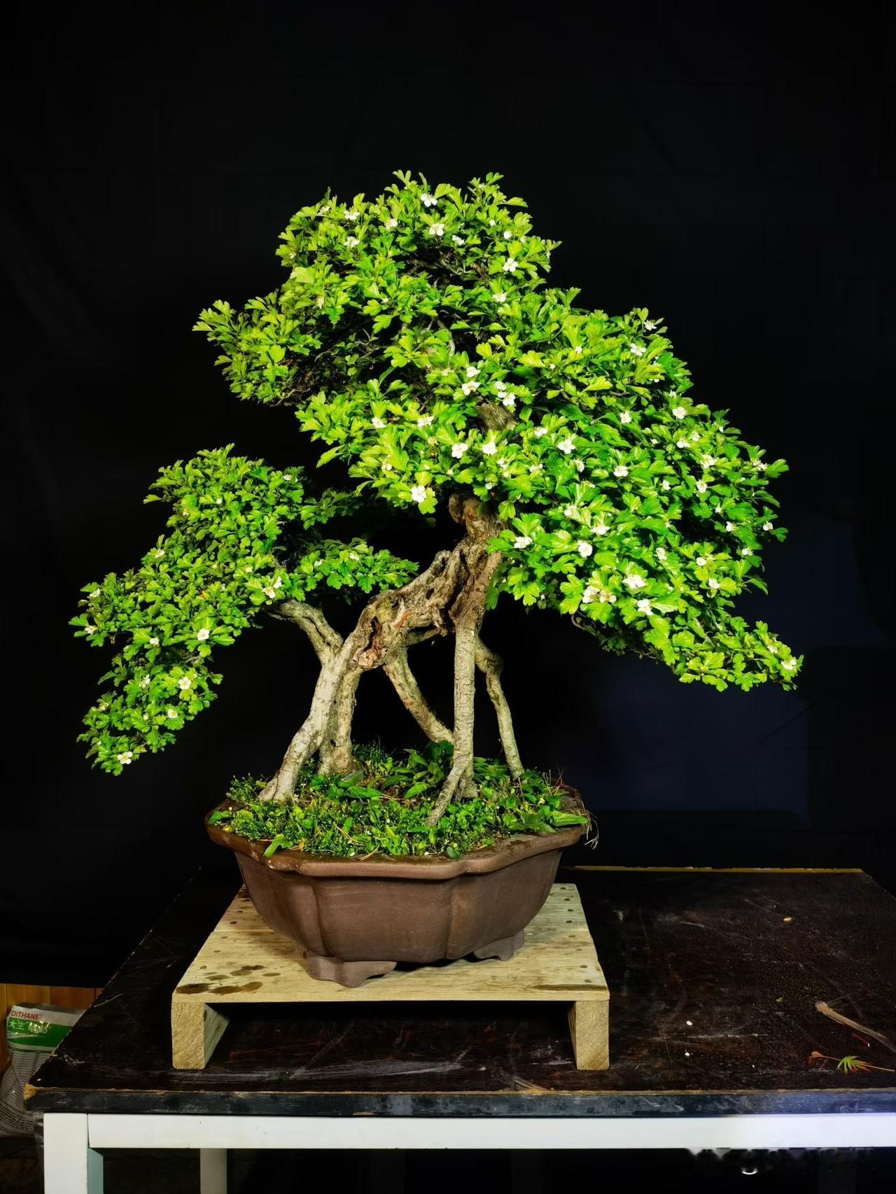 谁懂啊！这棵山楂老桩，苍古中透着生机，白花配绿叶，简直是盆景界的“颜值天花板”！