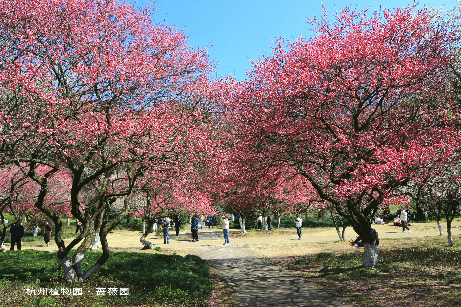 赏梅正当时，<em>杭州植物园</em>打卡推荐