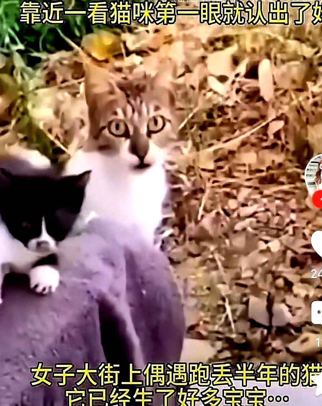 女子在大街上偶遇自己丢失半年的猫猫，看着猫猫一脸的惊讶女子兴奋不已，仔细再看猫猫