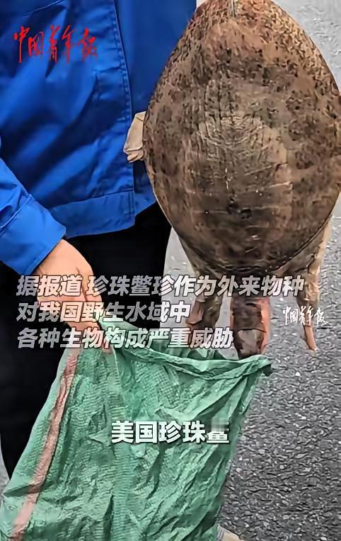 江苏南京,一男子路过医院时,看到有大姐在不远处卖“甲鱼”,男子就过去看了看,大姐