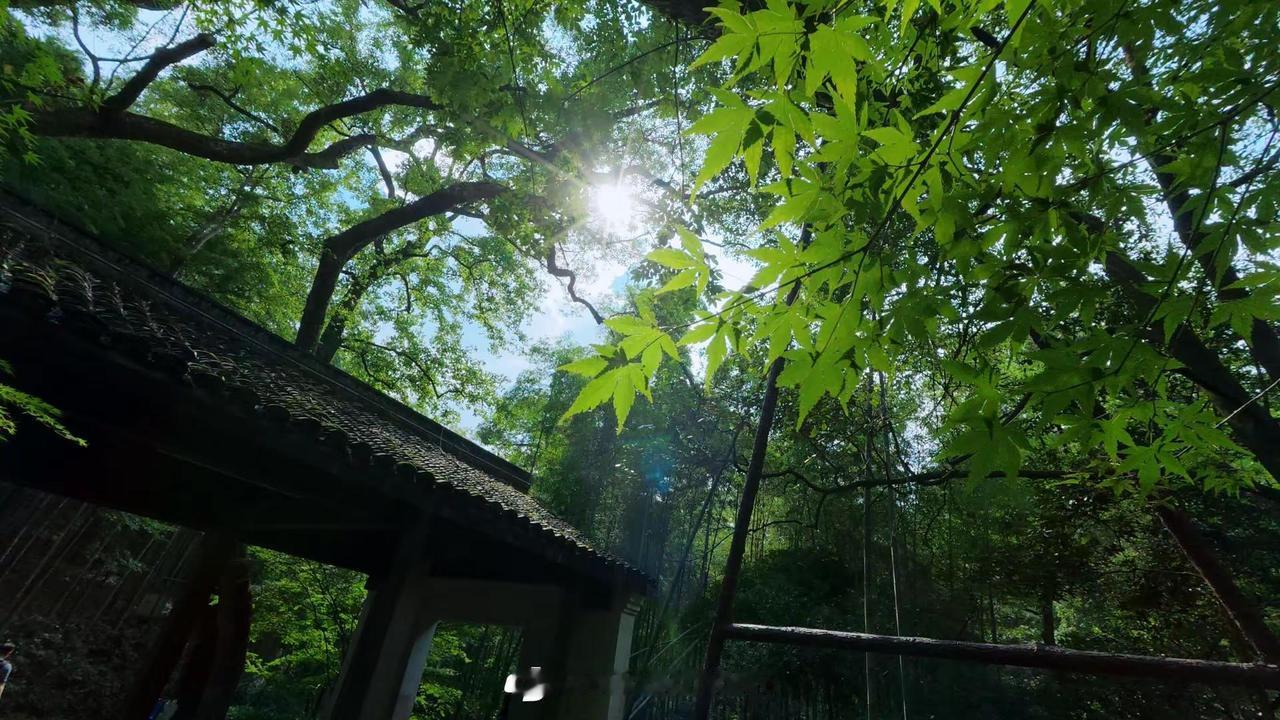 大疆的落叶🍁特效也太绝了！！拯救废片！秋天action6inmyfeeli