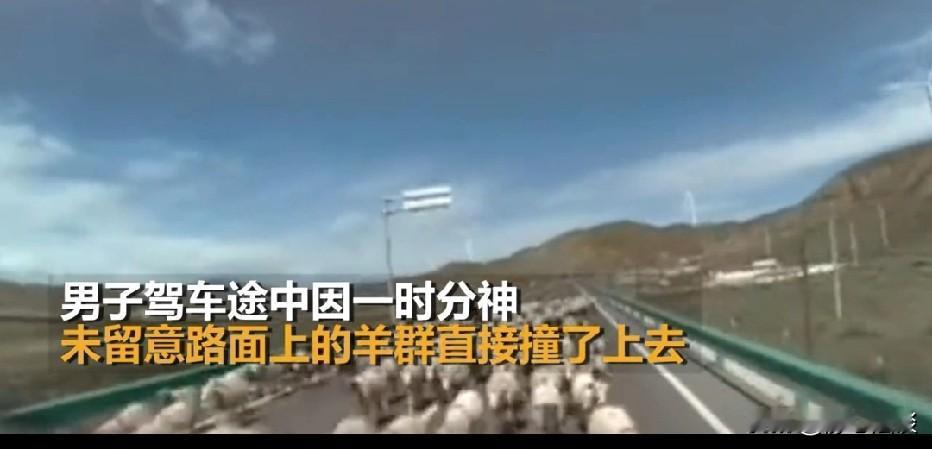 甘肃，男子开车分神，没想到一瞬间冲撞羊群，现场53只羊死伤一片。交警最终判定男子