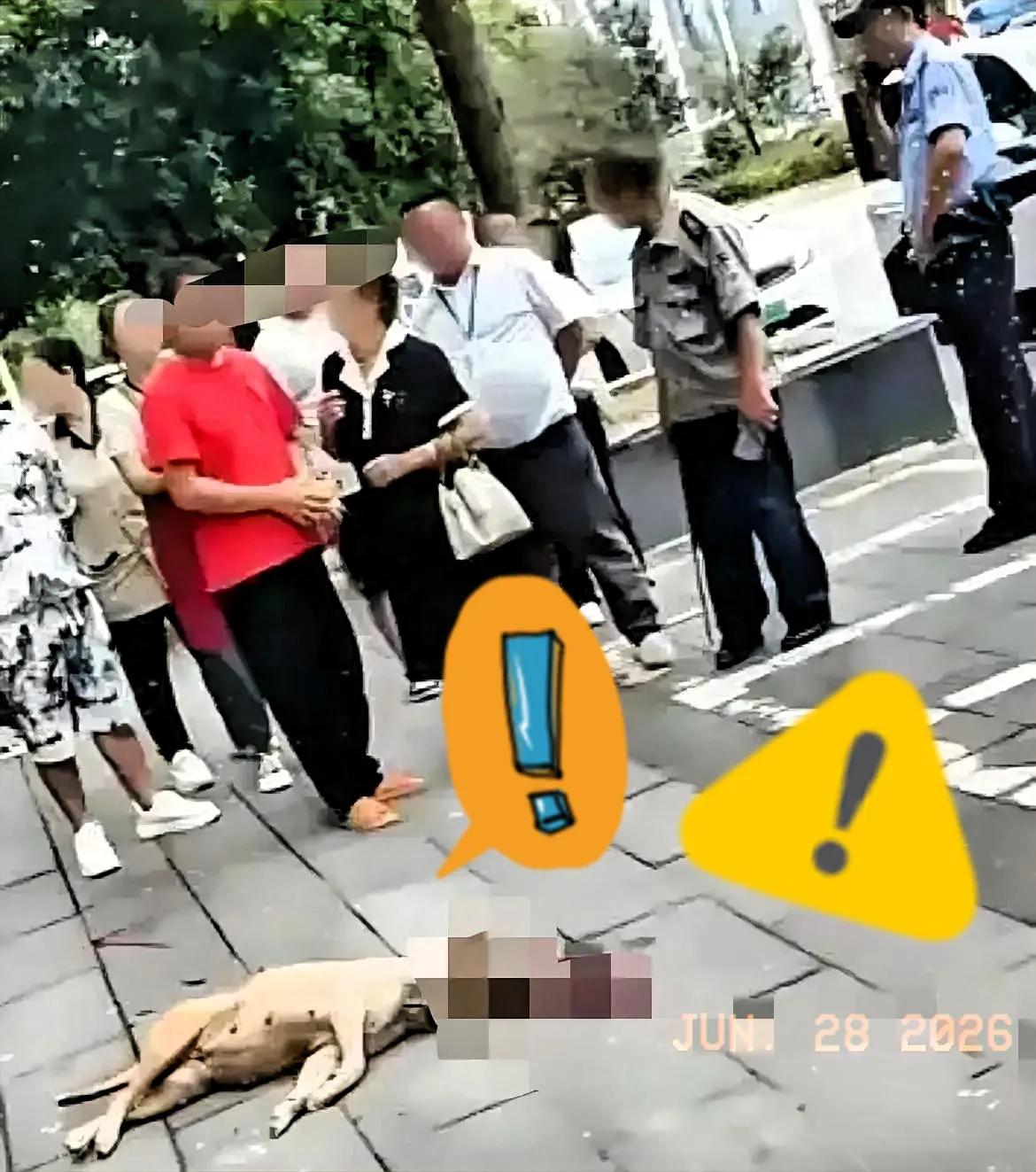 遛狗不拴绳，这事儿在小区里简直是颗定时炸弹。那天路过，亲眼看见那只大狗冷不丁
