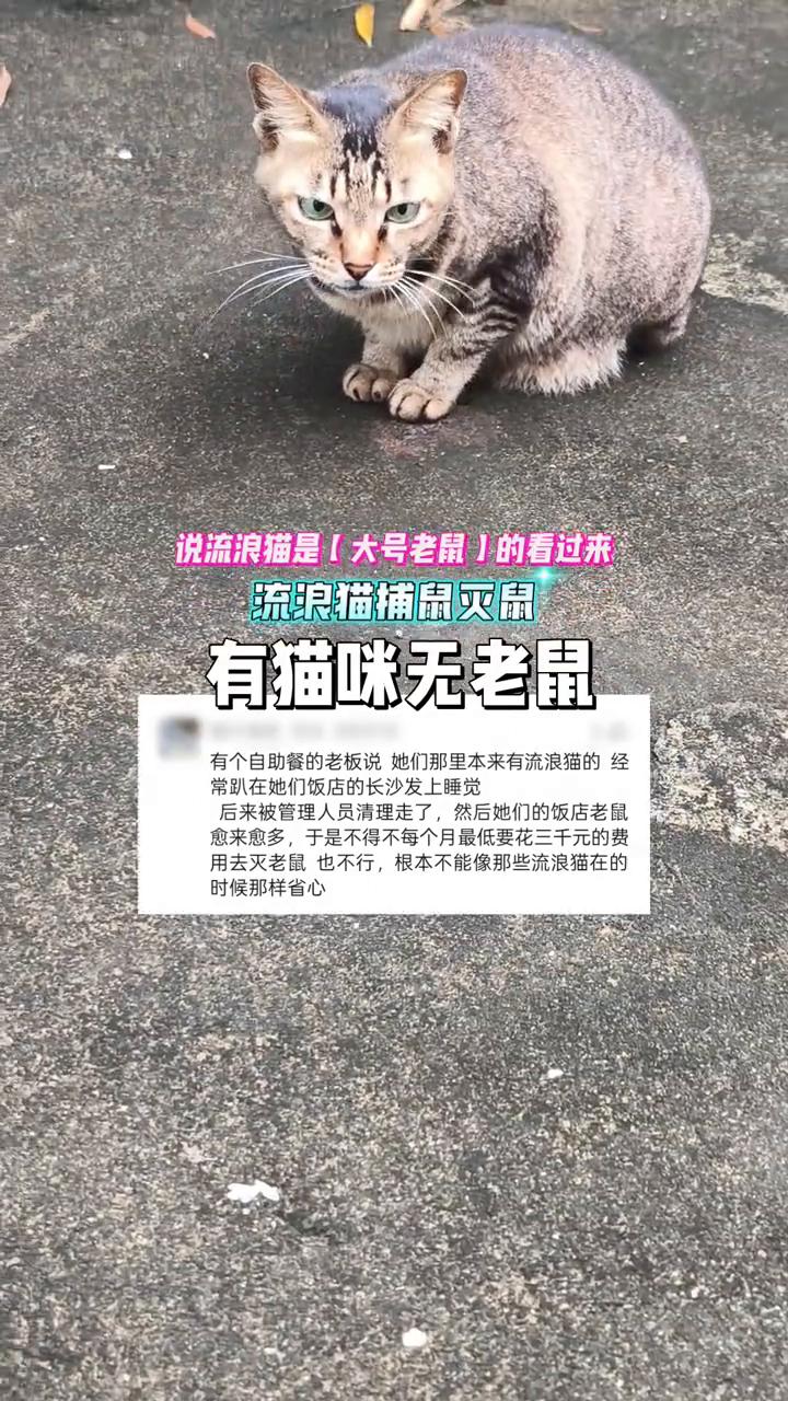 流浪猫捕鼠灭鼠，有猫咪无老鼠。有个自助餐的老板说她们那里本来有流浪猫的经常趴在