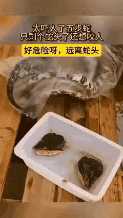 蛇这种东西真是太神奇了，脑袋已经脱离了身体，居然还能做出咬东西的动作，如果这是一