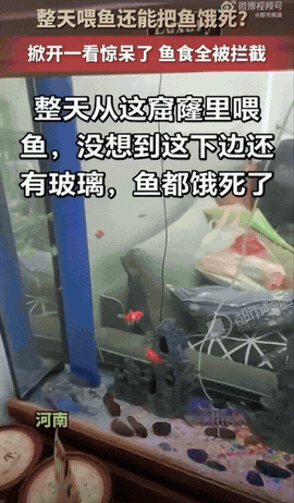 河南，一位男子，每天按时定点给鱼缸里的鱼投喂鱼粮，自认照顾得很细心。可没过多久