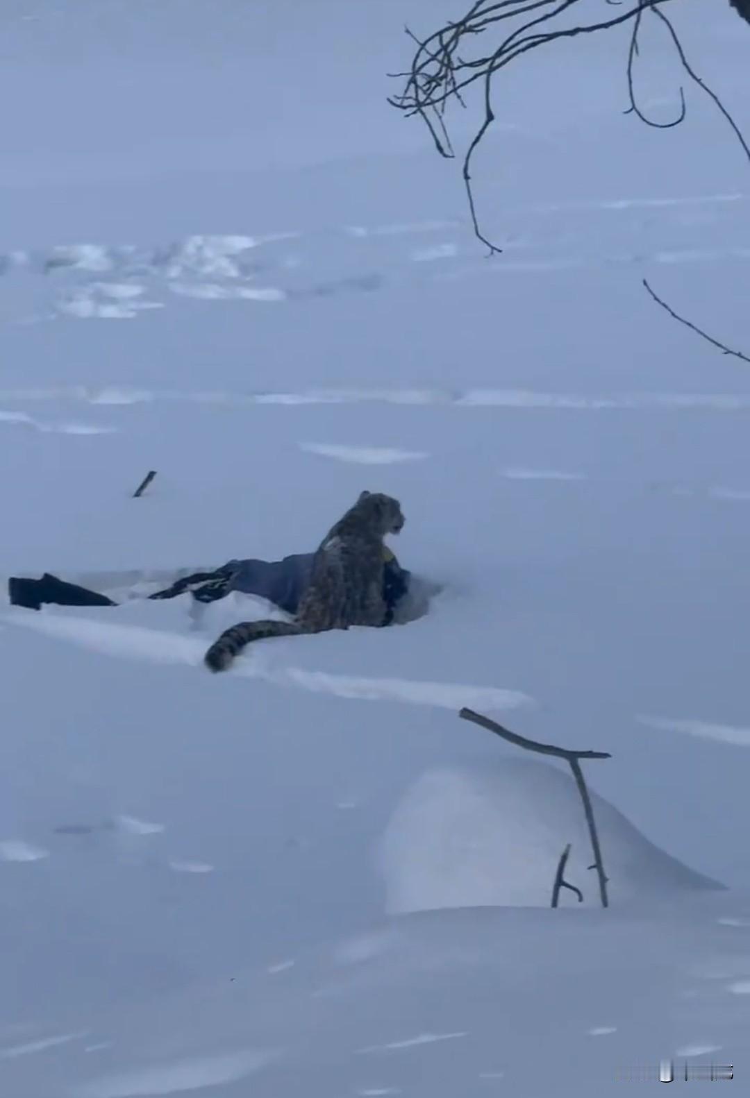 新疆可可托海景区发生一起雪豹咬伤游客事件，在景区外通往滑雪场的必经之路上，一名女