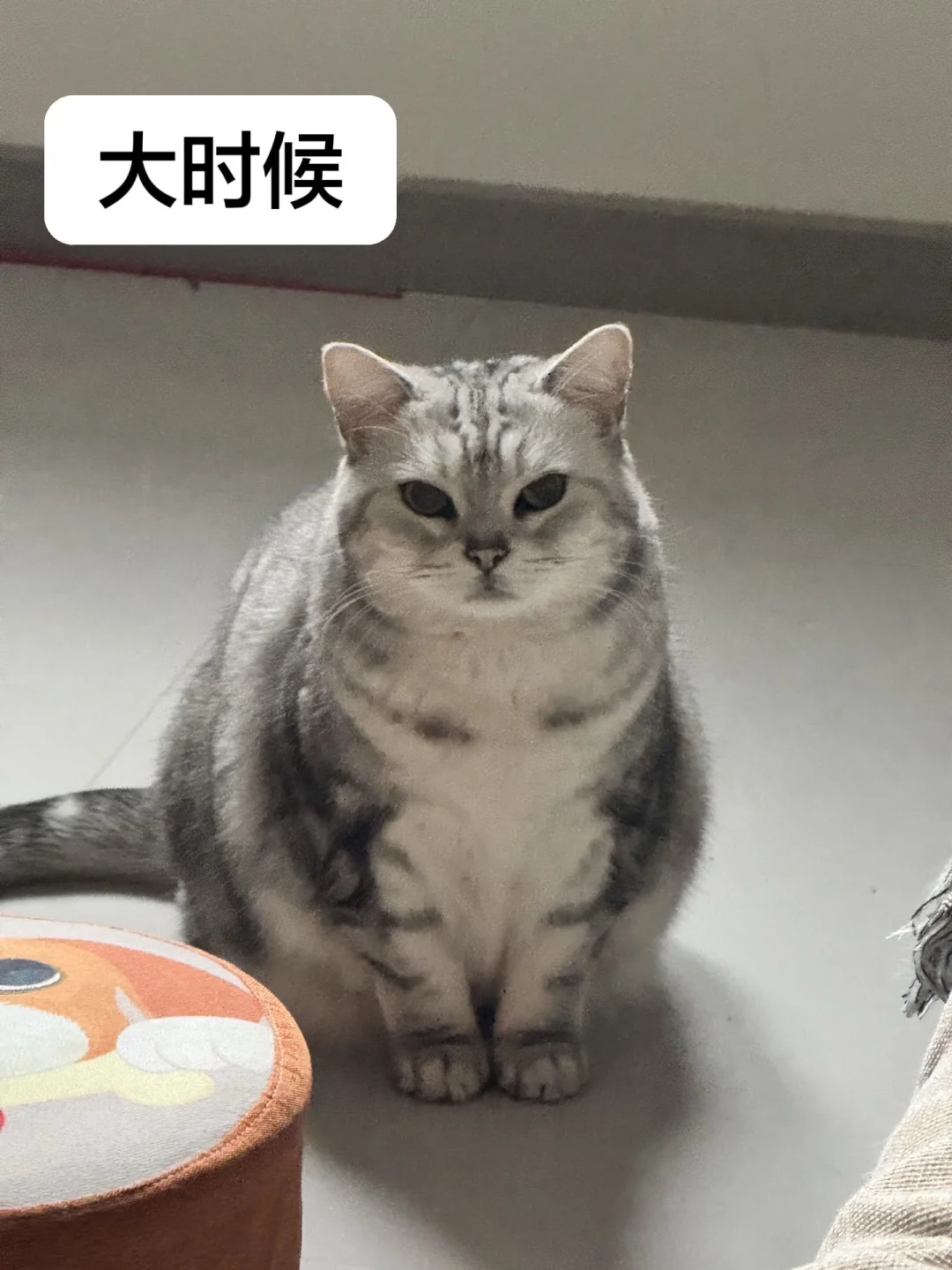大时候vs小时候… 猫咪日常
