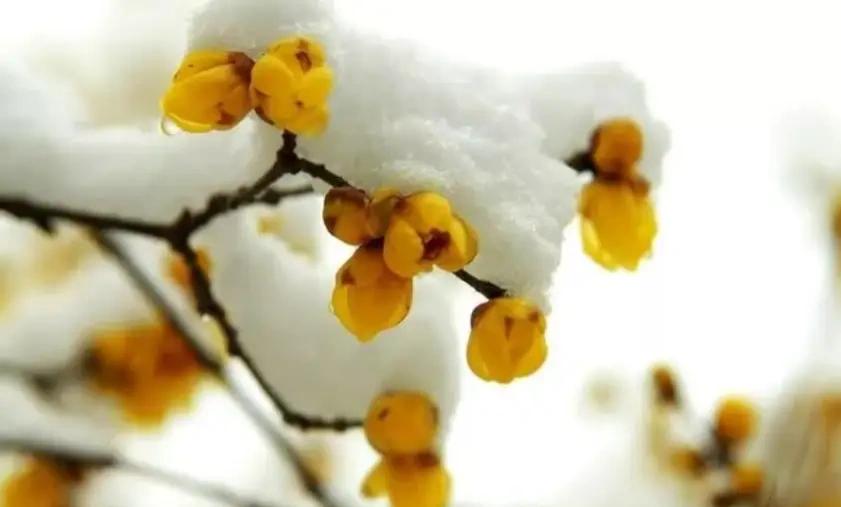 养生警报！小寒过后少吃白菜豆腐，多吃这6样“暖身宝”，抗寒强免疫】小