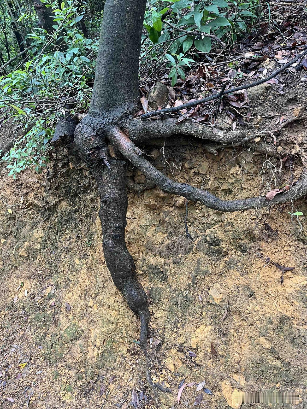 资治通鉴：你以为最危险的是敌人？错了，最危险的是你亲手推上去的自己人
