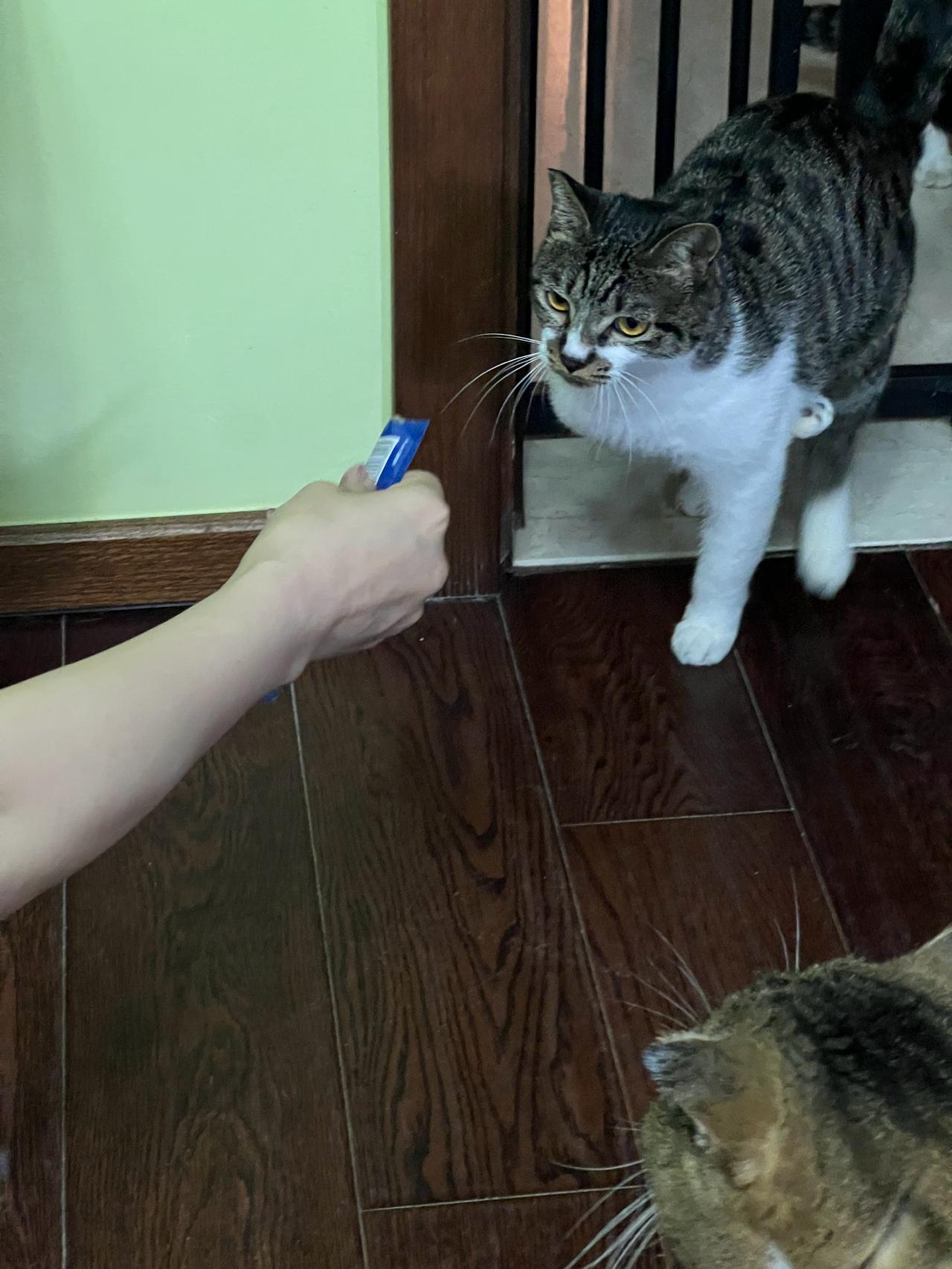 猫条刚掏出来，小茄子还没炫两口，阿大火速冲过来截胡。气得小茄子当场骂骂咧咧，直