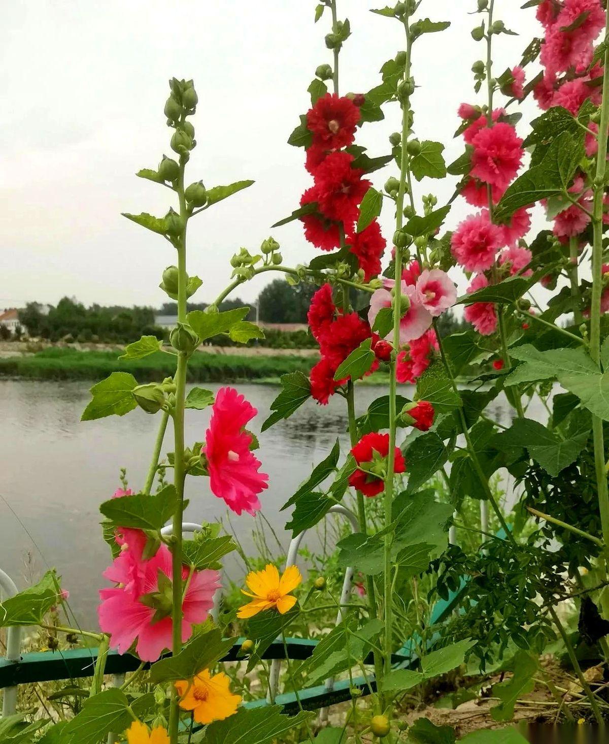 你敢信吗？一个考了650分的学霸，现在天天躲在大学宿舍里抹眼泪。不是因为考砸了