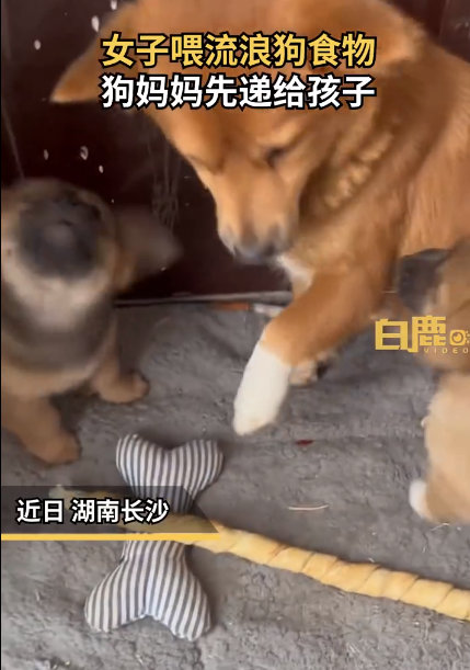 【女子喂流浪狗食物狗妈先递给4狗崽】近日，湖南长沙。女子喂流浪狗食物，狗妈妈默默