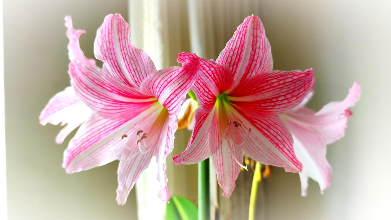 朱顶红（学名：Hippeastrumrutilum），石蒜科朱顶红属多年生草本