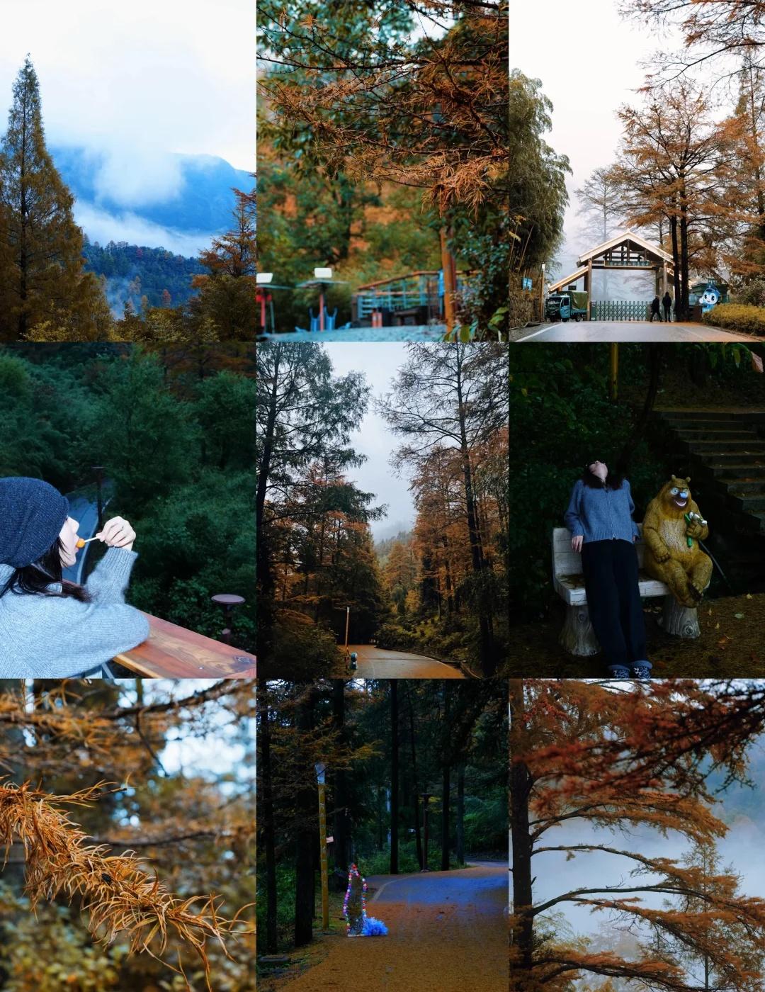 秋天当然要来安吉金钱松森林公园赏秋呀🍂【金💰松森林公园】入园时间：7:0