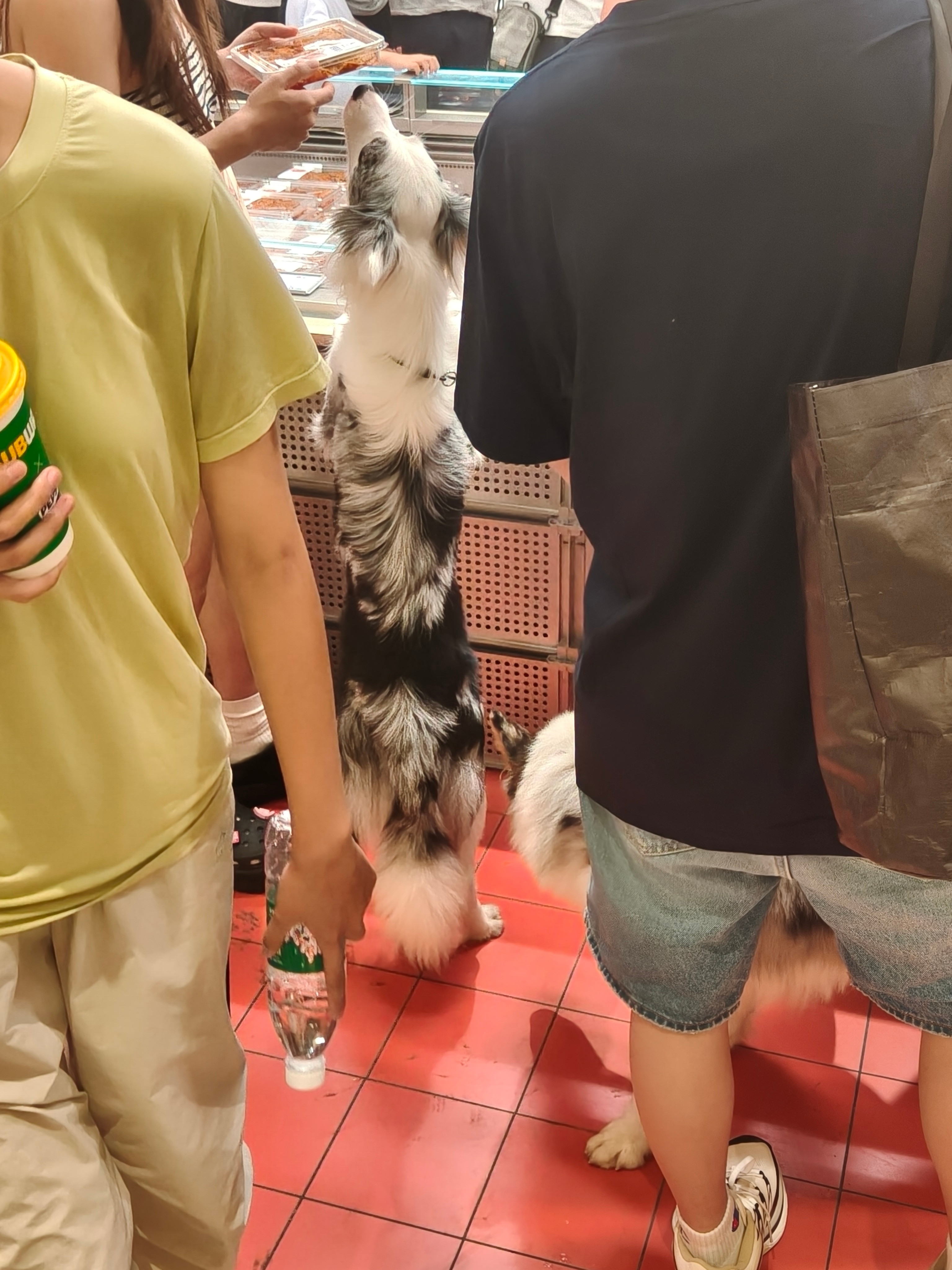 好可爱的一条狗和一只内裤套头狗