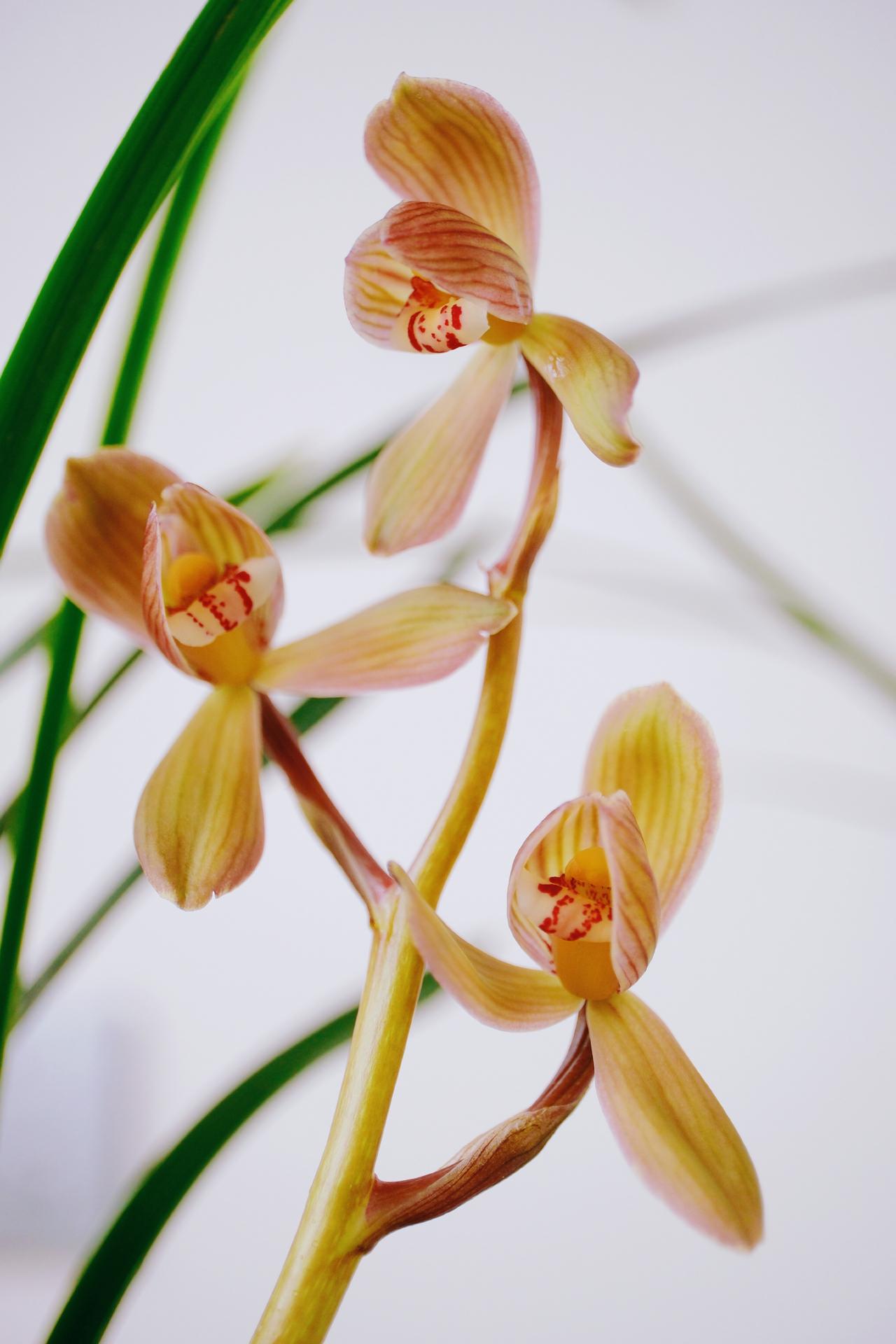 3881点好歹也是反弹了，好歹没有再砸盘。上兰花！