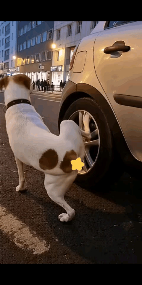 看看你掐的这个点，以后还让我怎么从狗界混。小黄怎么看我……小花怎么看我……