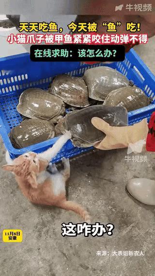 笑不活了！安徽，一海鲜店老板准备把甲鱼端出来售卖，不料，自家养的小猫咪“手欠”上