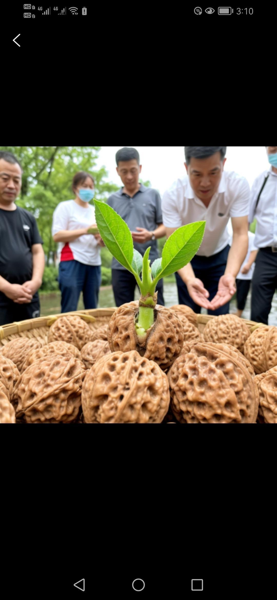 西安连降40余天暴雨，市民盘玩4年的核桃竟奇迹般发芽，这究竟是偶然还是必然？西
