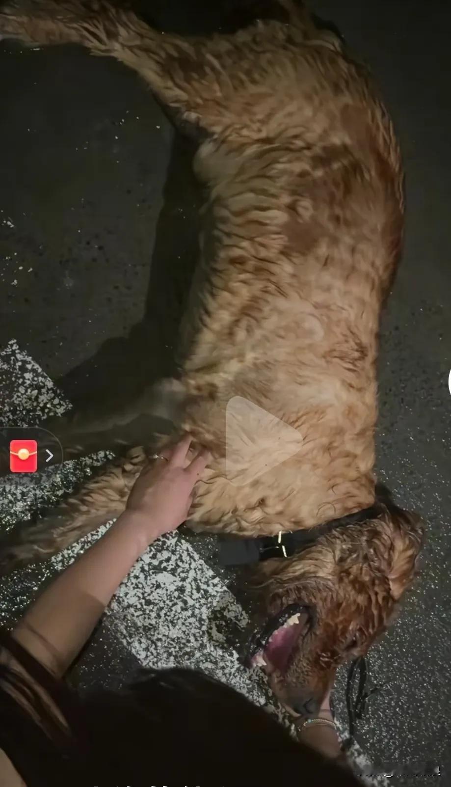 流浪狗在高温环境下中暑险些丧命，幸亏救助及时，通过输液、打针，才将它救活。户外流
