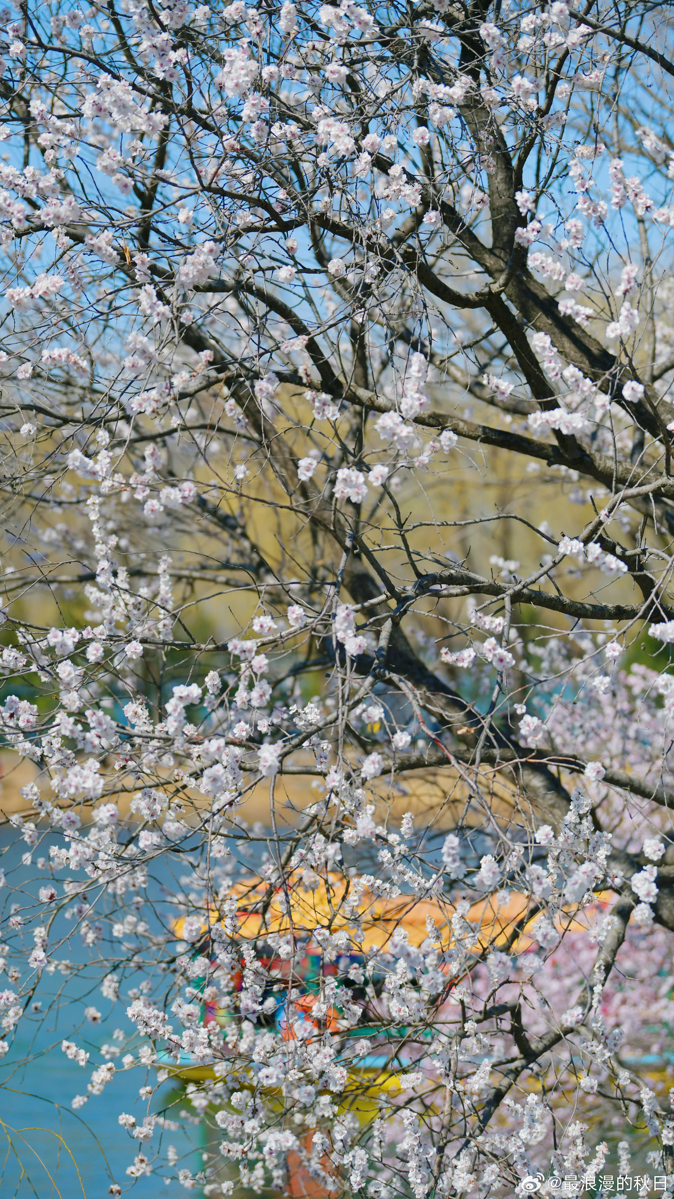 春光正好——颐和园摄影