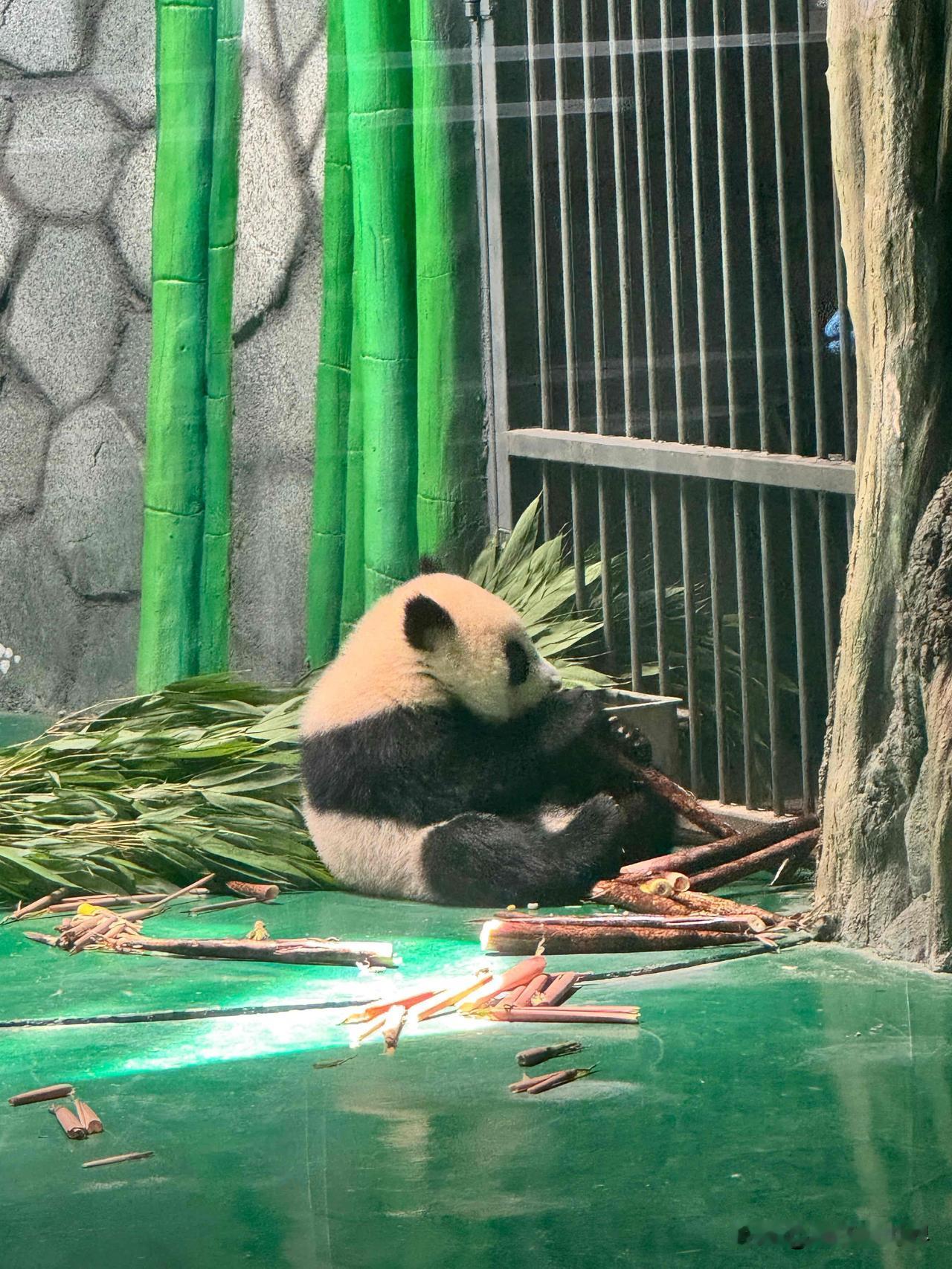 西北沟王的小背影兰州太子爷被他妈妈老推到沟里都给妈脸上毛薅下来了，给点爱