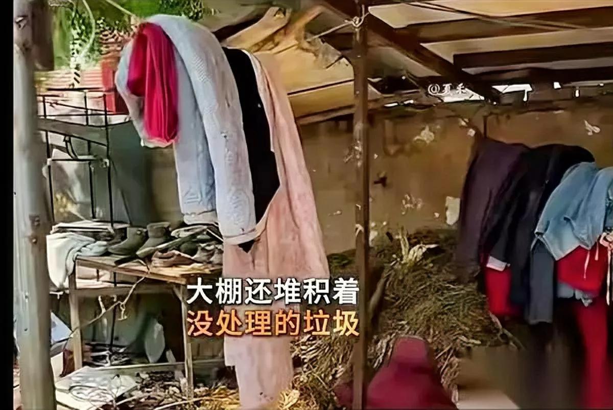 女硕士回村种草莓,被坑惨了!租地变卦、水源被断…这姑娘本想回村搞草莓种植