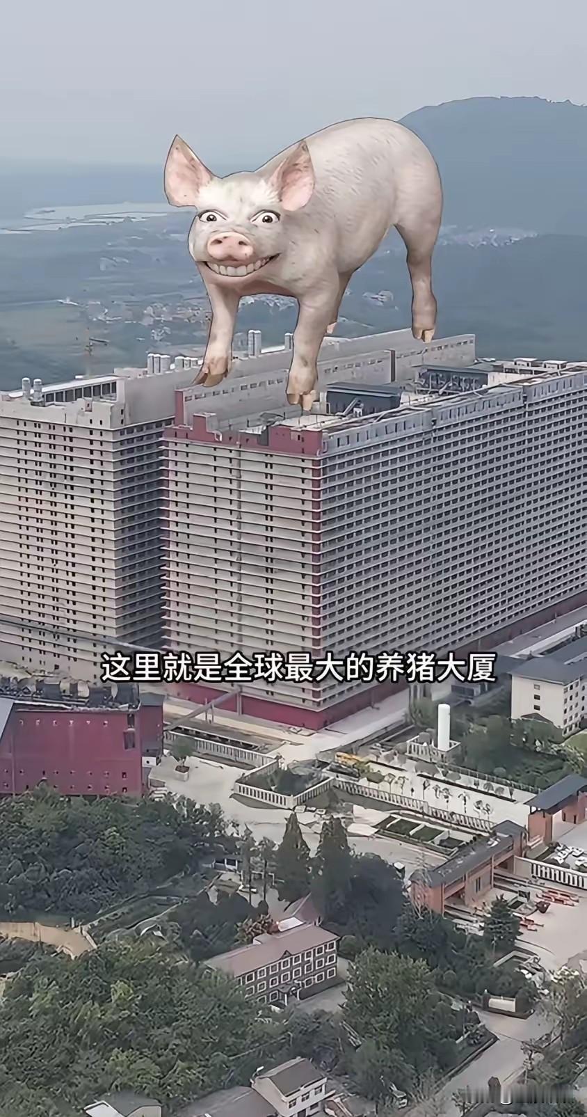 打破传统猪圈养殖模式，这是全球最大的养猪大厦，两座26层高层养猪大楼落地。楼内配