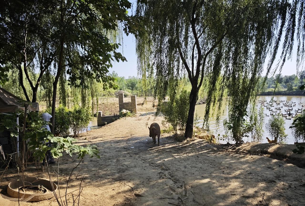 昨天工人下班前，发来短信：“赶回去的老母猪2天没吃，3头野猪吃的也不多。”豆爸看