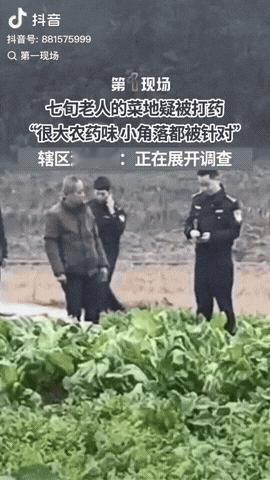 12月15日，四川达州，一七旬老人的菜地疑似被打药，闻到一股强烈的农药味，竟然连