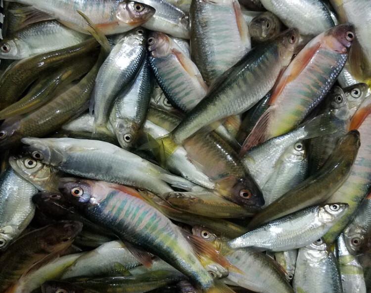 冬天吃鱼有讲究这6种野生海鱼正当时！老渔民提醒：这些鱼人工根本养不活，天冷水