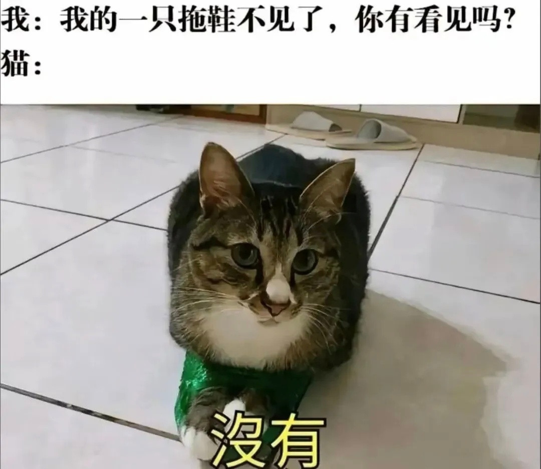你的猫猫快递到了📦