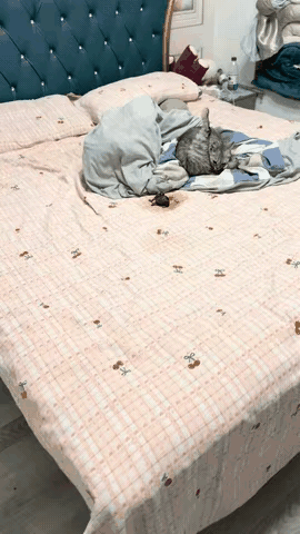 真的被这场突如其来的“惊喜”笑不活了！养猫的快乐和崩溃，永远猝不及防！一位