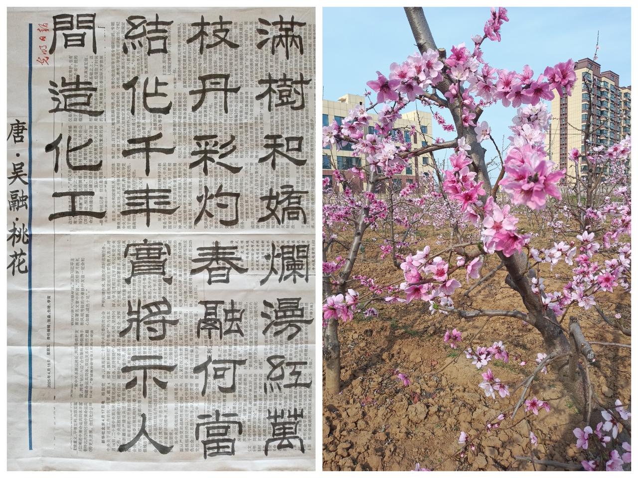 书法练习打卡，篆书唐朝吴融诗，“桃花”。诗曰：满树和娇烂漫红，万枝丹彩灼春融。何