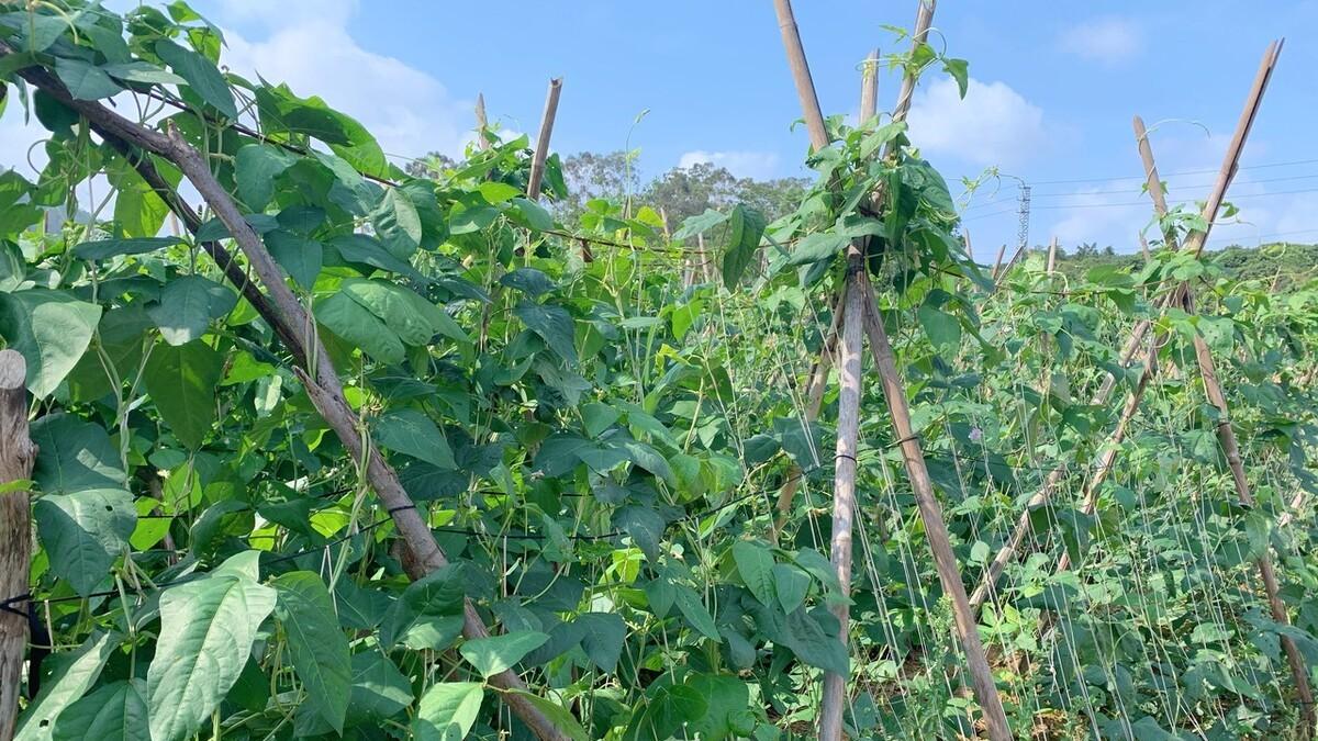 想让黄瓜豆角产量翻倍? 只需做好这三步!