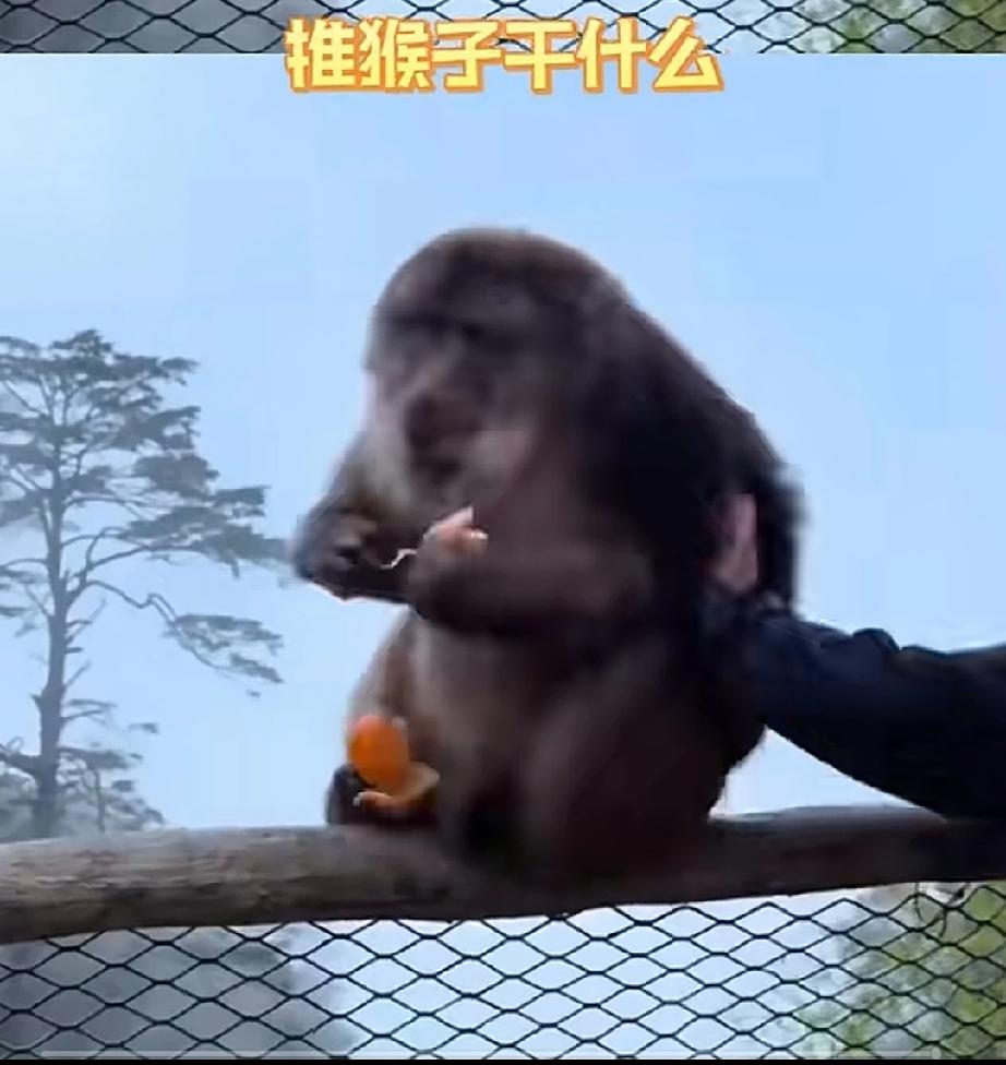 近日，四川峨眉山景区，一只猴子坐在崖边，津津有味的享受着水果，全然不理会周围的游