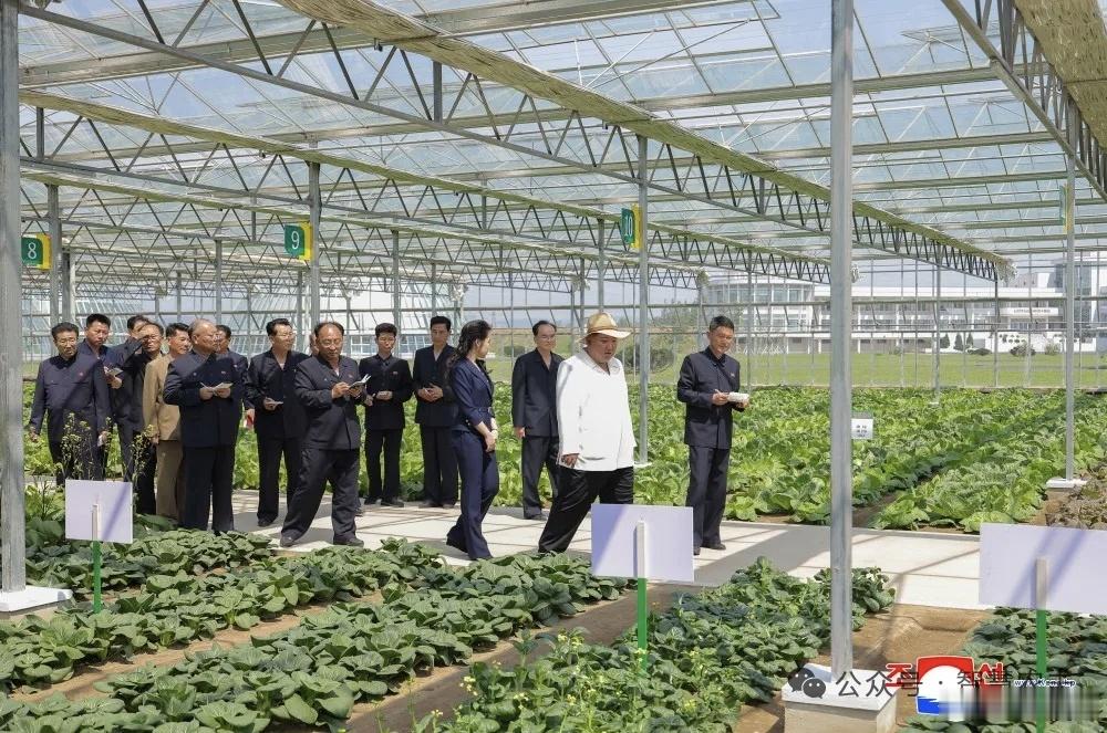 这个小黄瓜长的确实很棒，植株健壮、叶片浓绿，打岔掐须盘头落蔓及时，植保防控做的很