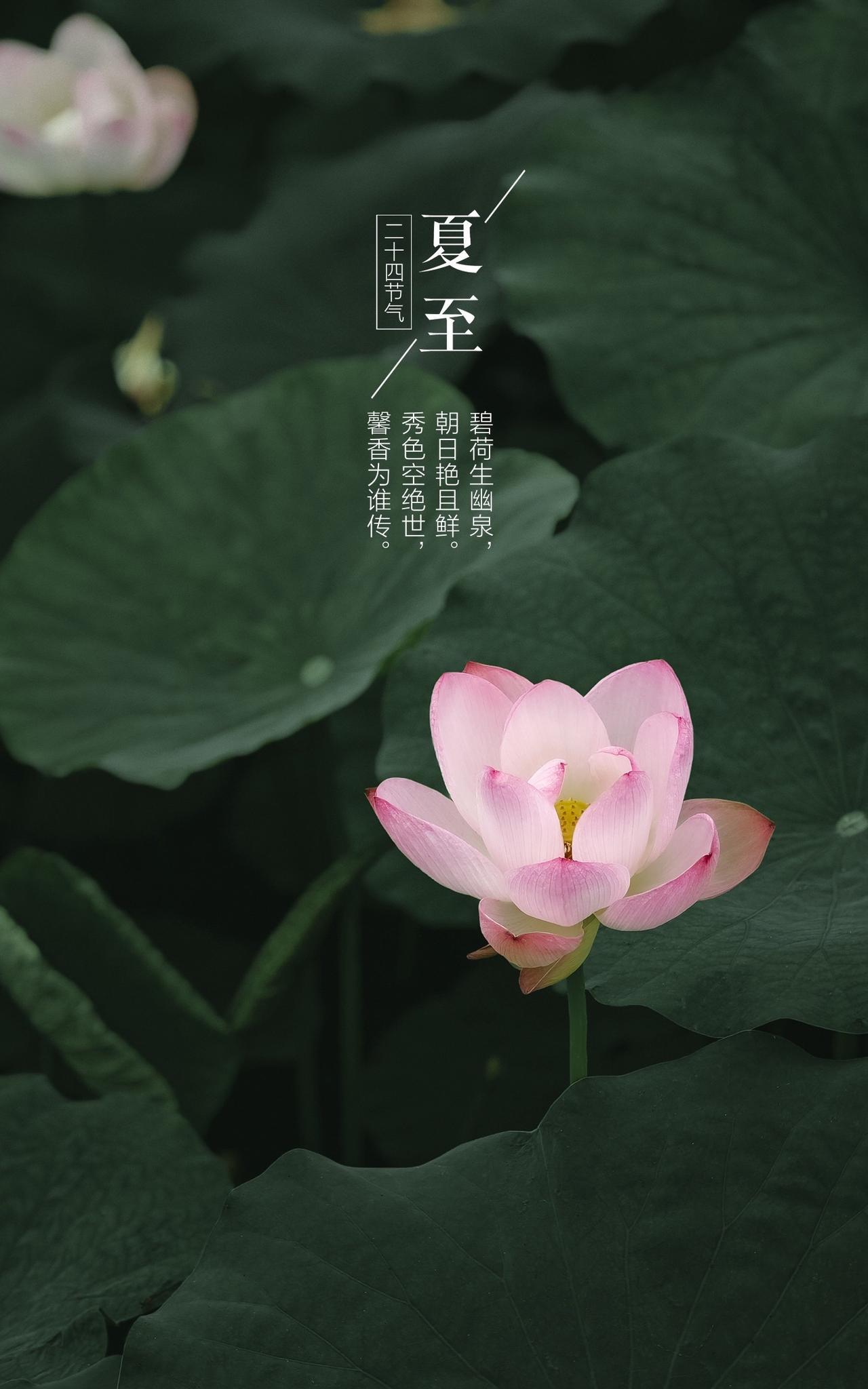 #抖音摄影美学大赏#夏天总要来拍一次荷花吧#夏至